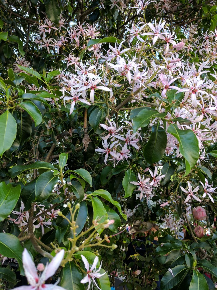 IMG_20170408_095048-Tree Clarendon