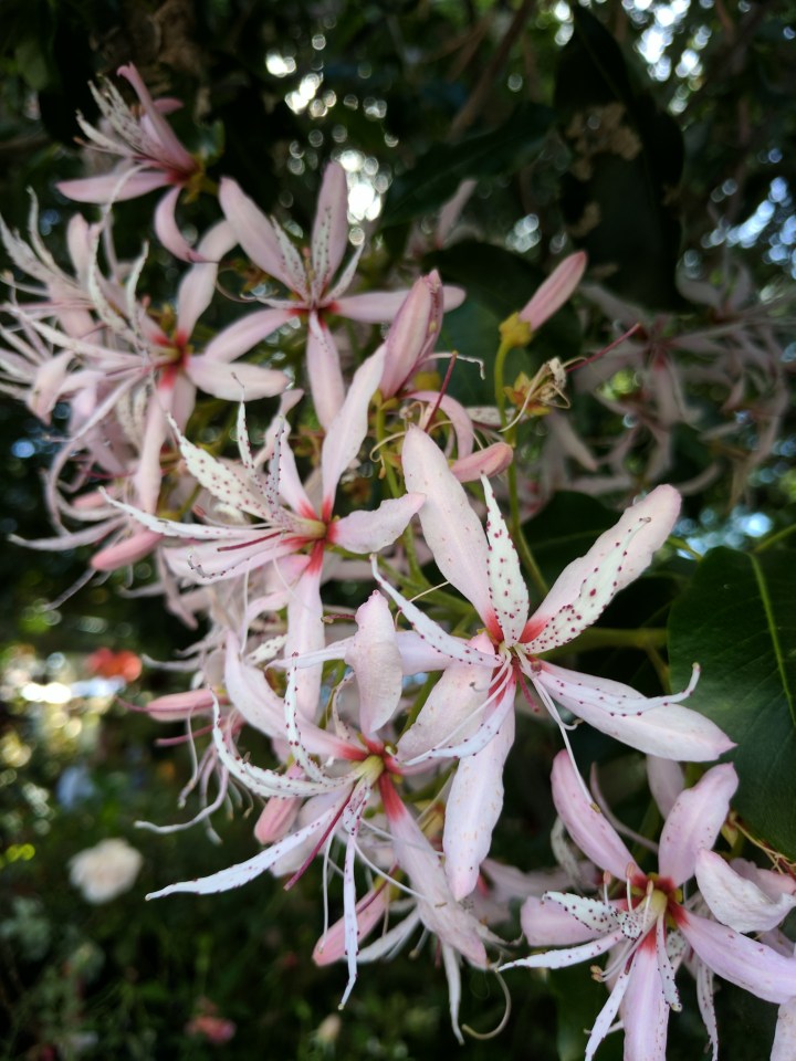 IMG_20170408_095141Collector Fair image