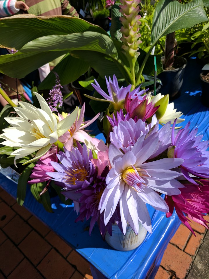 IMG_20170408_101132-water lillies