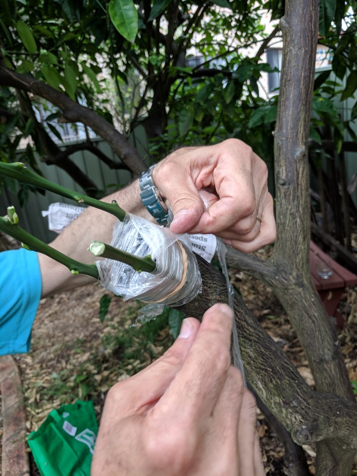 IMG_20171028_163912-Lemon graft 10