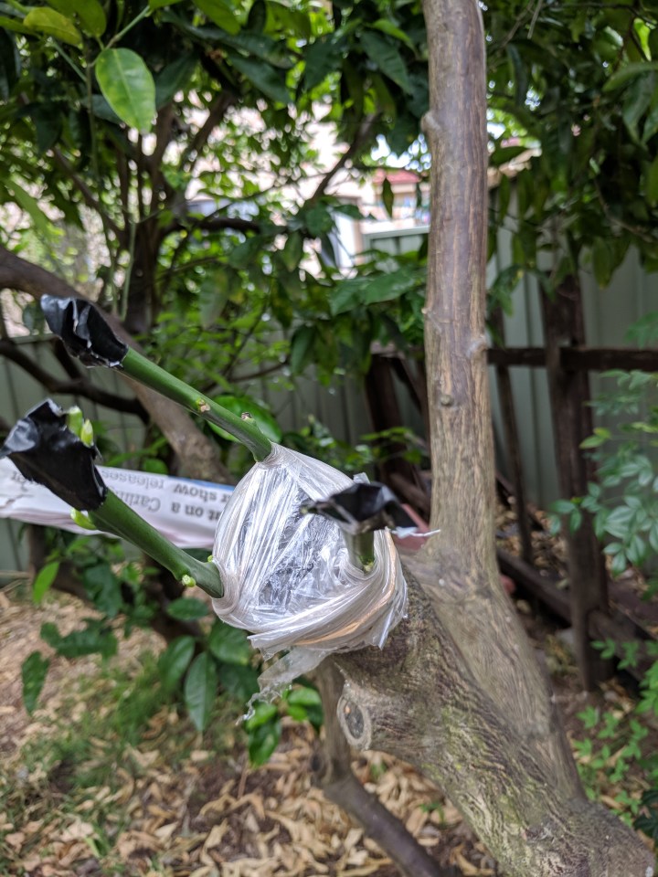 IMG_20171028_164201-Lemon graft 11