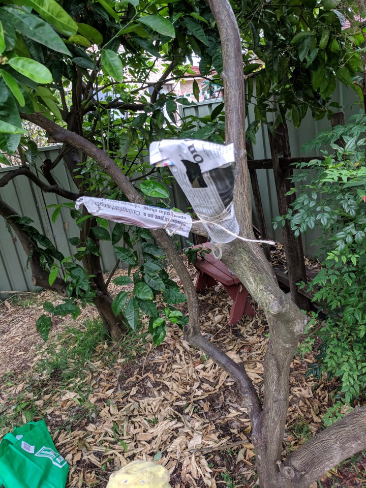 IMG_20171028_164417-Lemon graft 15