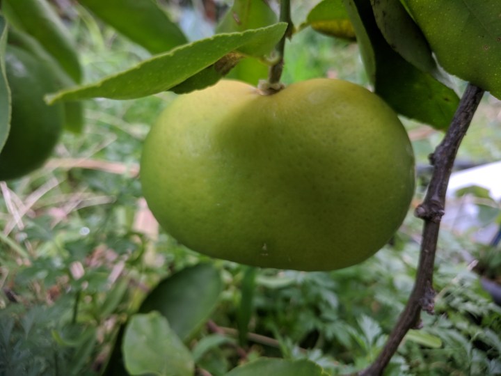 IMG_20180302_124415-Siamese lime