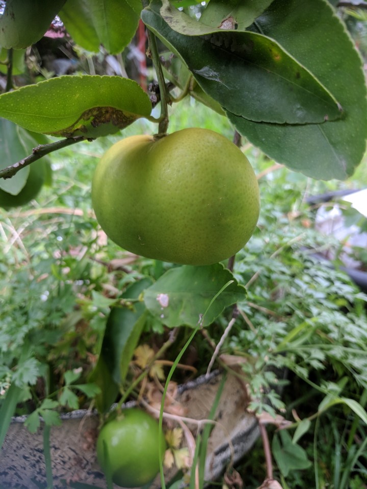 IMG_20180302_124442-Siamese lime-2