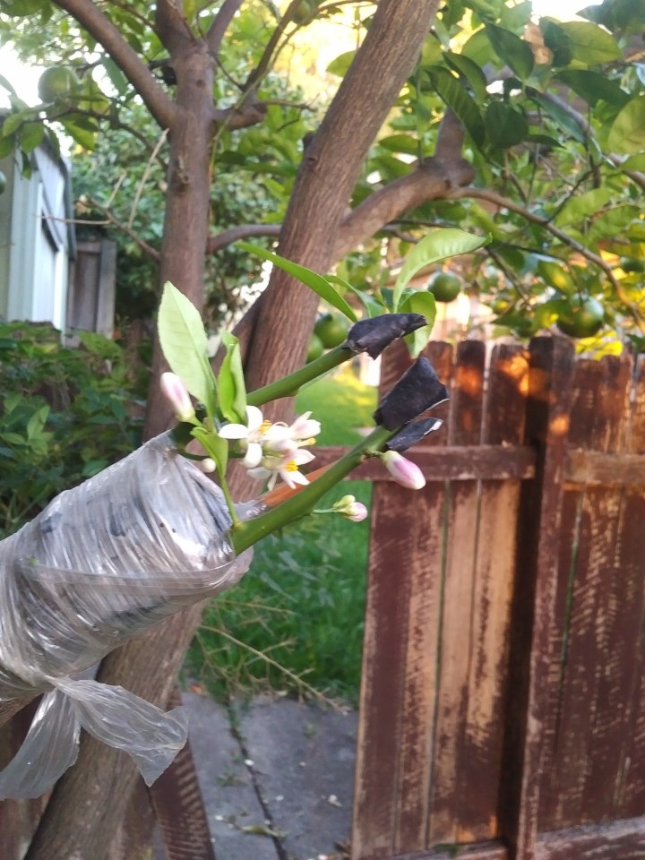 Lemon graft with flowers1
