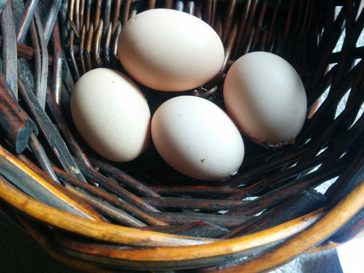 IMG_20160914_101127-Eggs Four