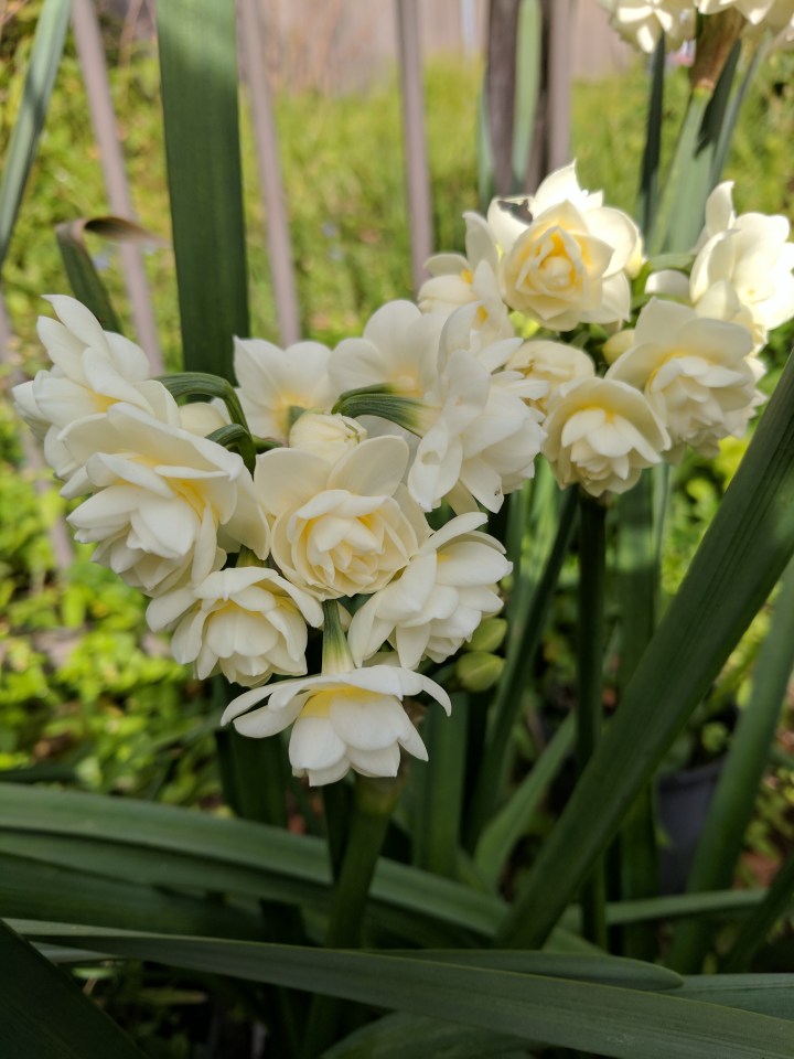 IMG_20170627_110054-Erlicheer daffodils