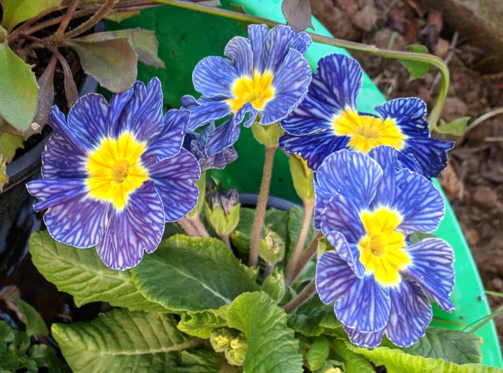 IMG_20180720_153245-Primrose blue zebra