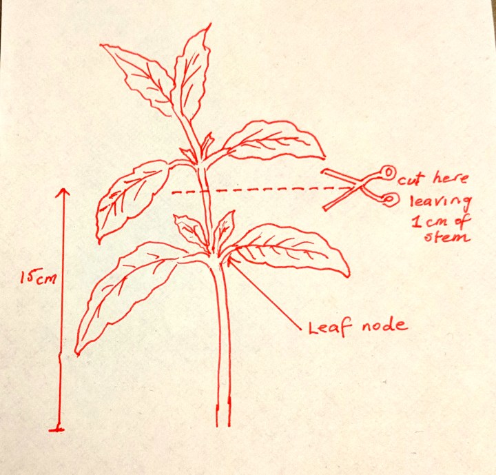 IMG_20180810_190427-Basil leaf line drawing