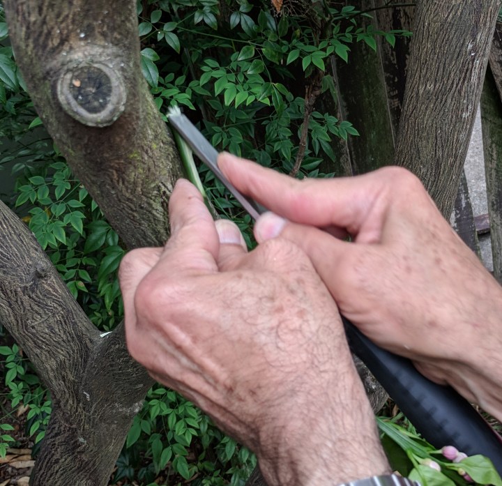 IMG_20171028_161707-Citus scion prep