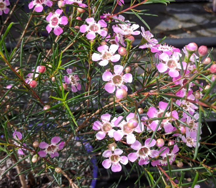 IMG_20180913_114214-Geraldton Wax Flower 3
