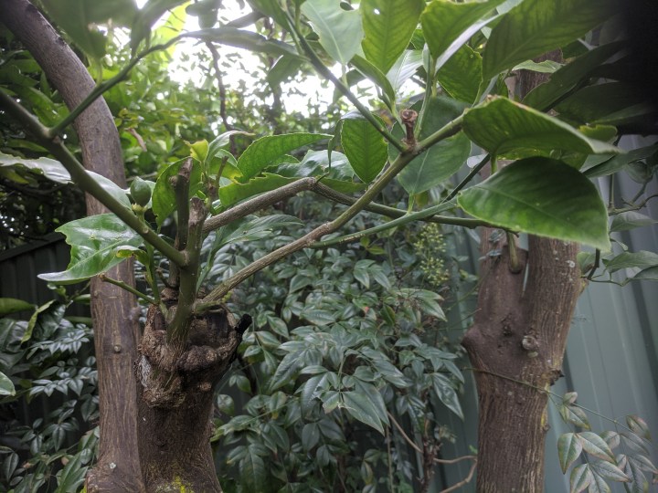 IMG_20201225_122740-Lemon graft