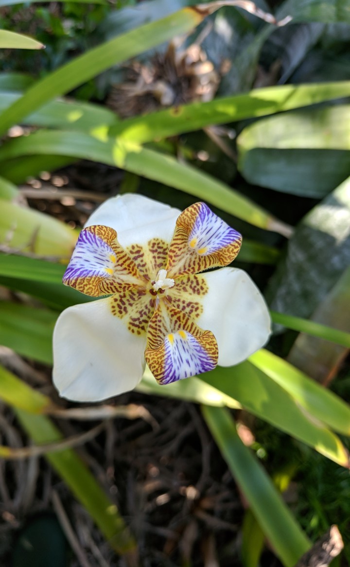 IMG_20181022_160037-Walking Iris 4