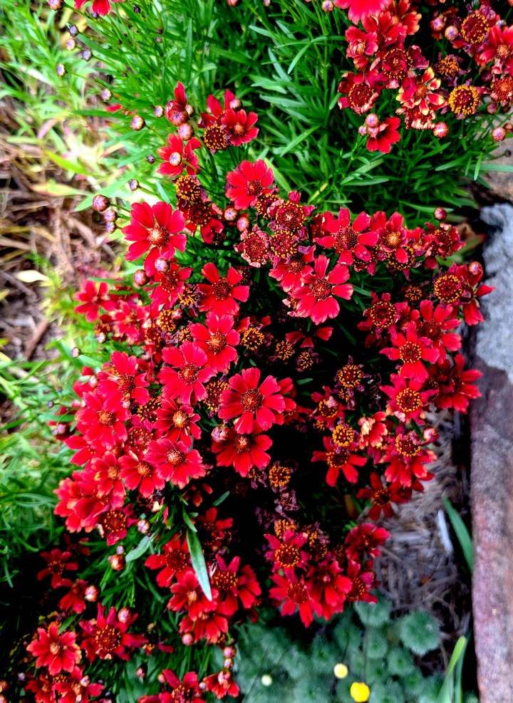 IMG_20171202_103936-Coreopsis-cherry pie