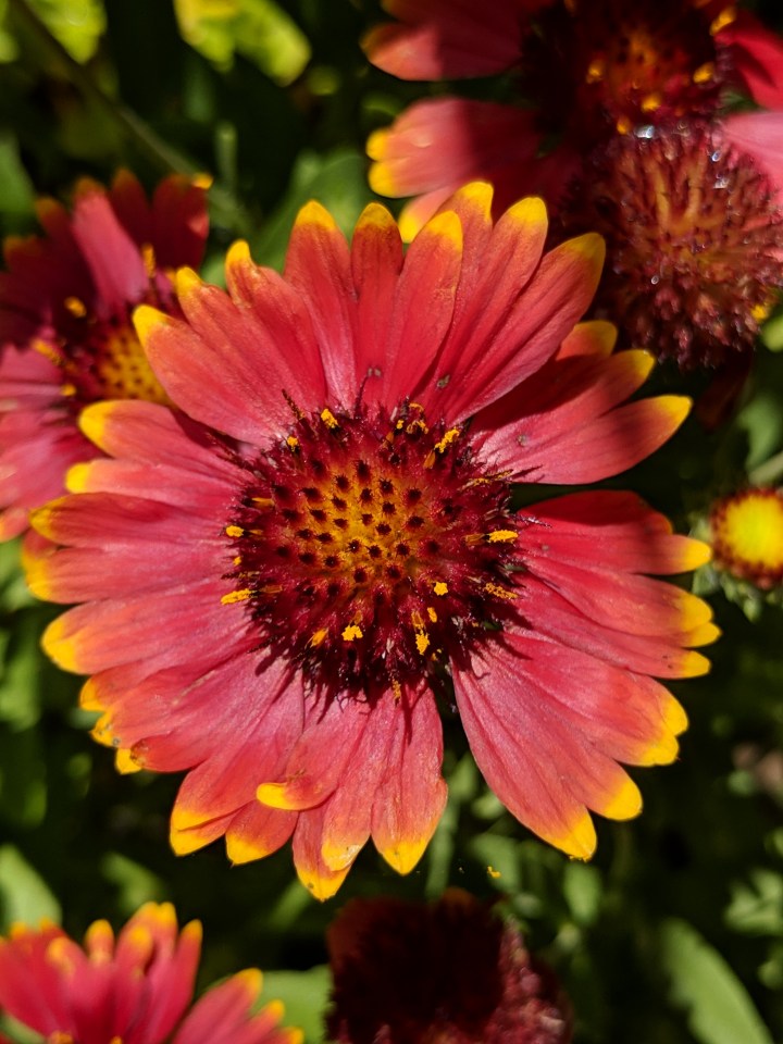 IMG_20181220_140616-Gaillardia-red