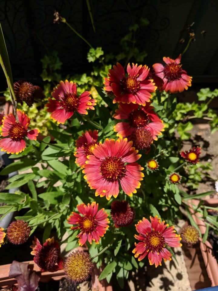 IMG_20181220_140611-Gaillardia 2