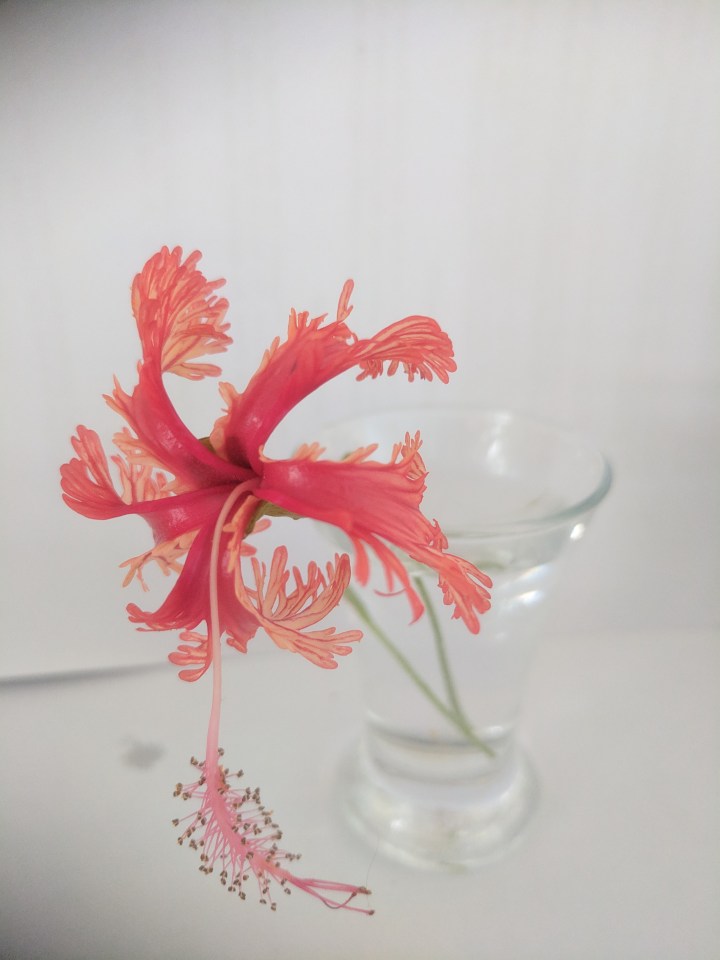 IMG_20190222_165705-Japanese lantern hibiscus