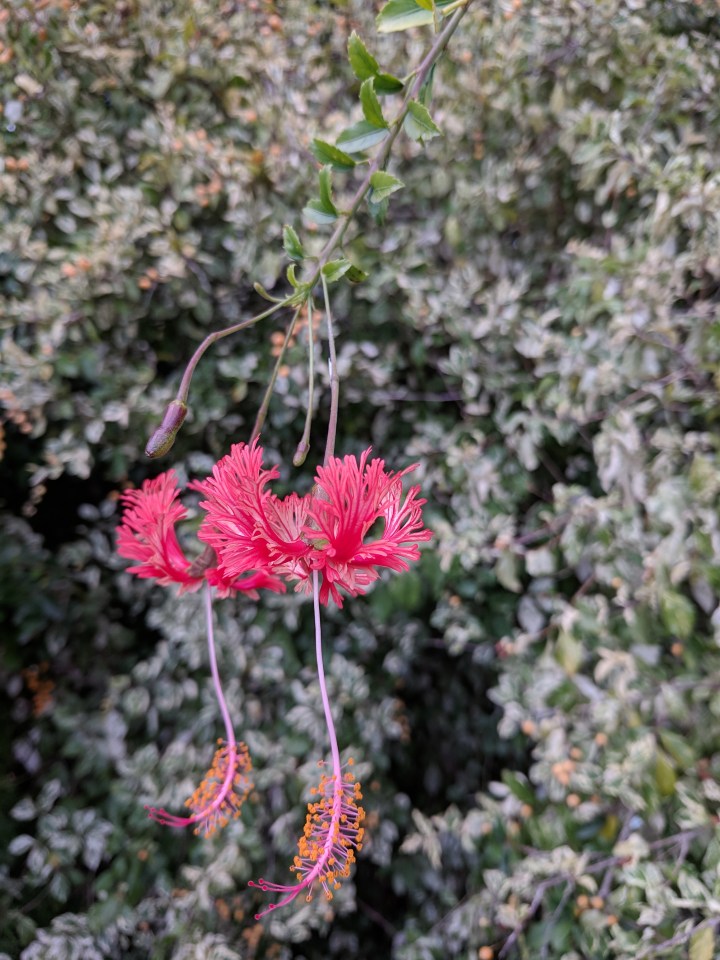 IMG_20190227_105615-Japanese lantern hibiscus