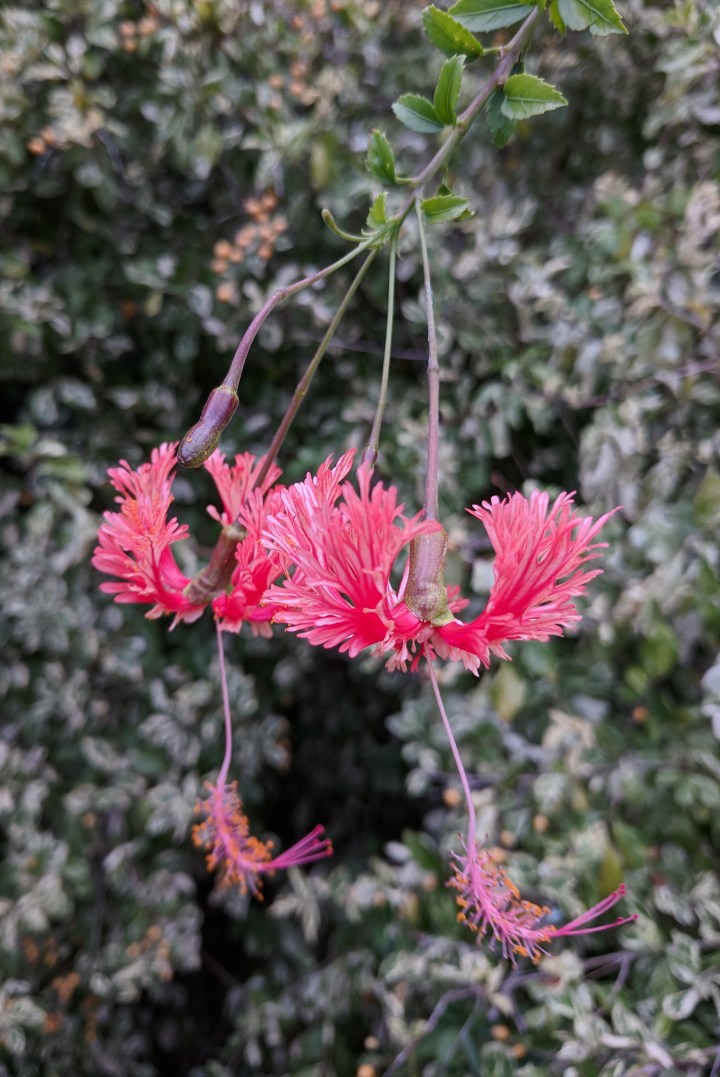 IMG_20190227_164025-Japanese lantern hibiscus