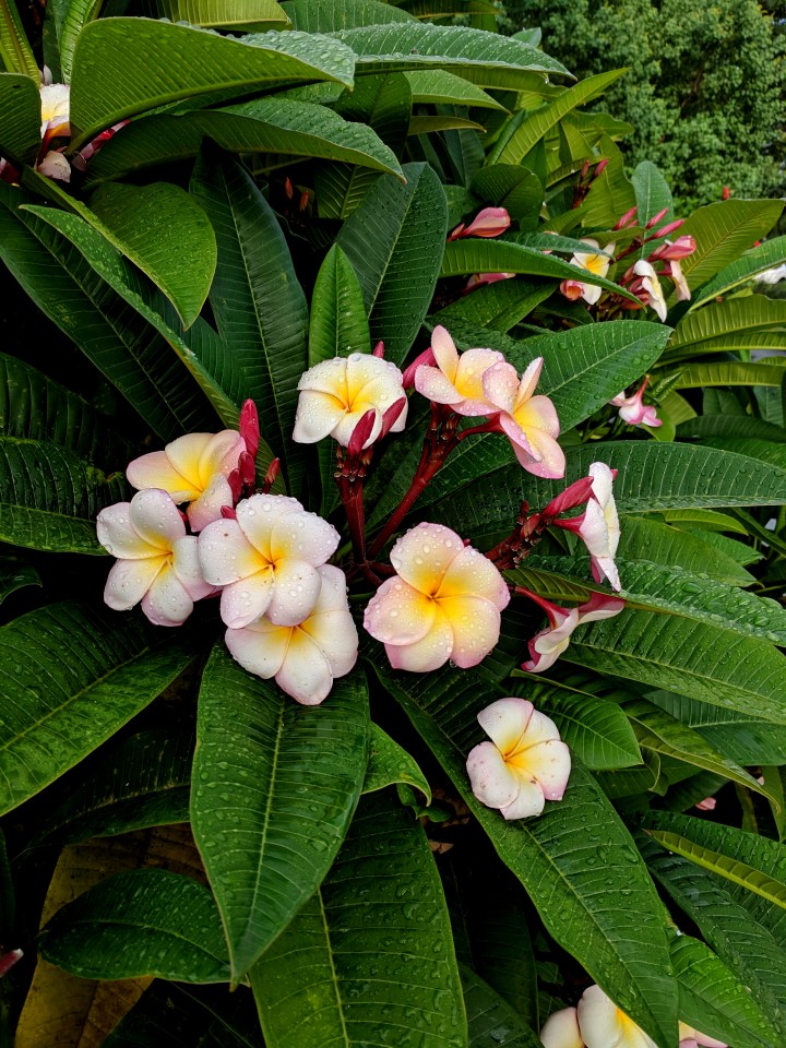 IMG_20190324_083303-Frangipani Rainbow ribbon