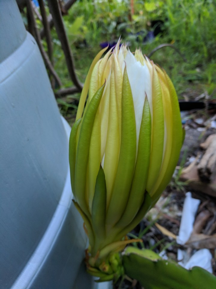 IMG_20190129_194248-Queen of the night 1a