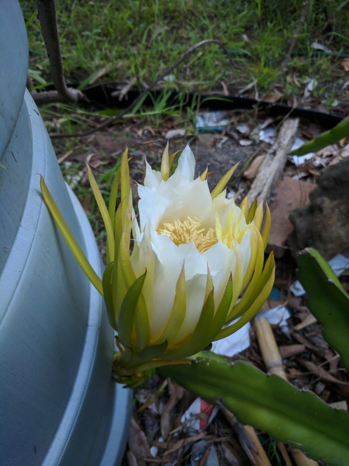 IMG_20190129_195400-Queen of the night3