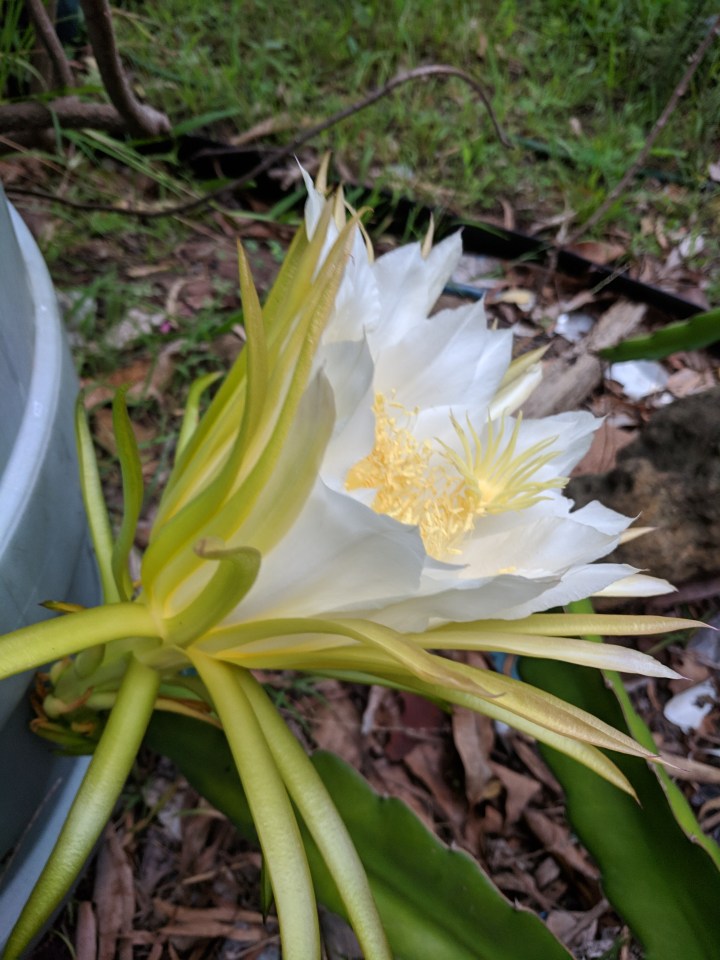 IMG_20190130_070859-Queen of the night8