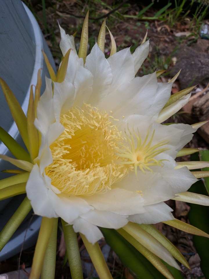 IMG_20190130_071004-Queen of the night10