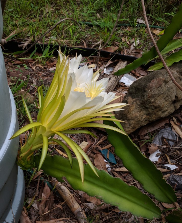 IMG_20190130_071028-Queen of the night11