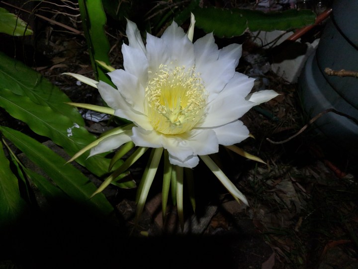 IMG_20190301_233001-Queen of the night7