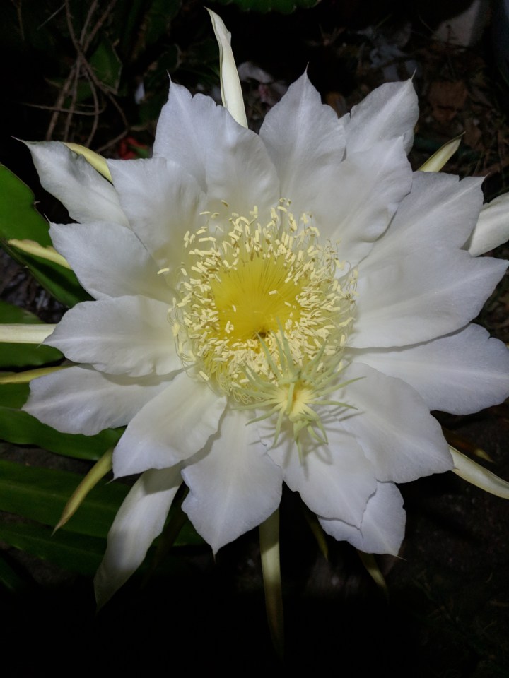 IMG_20190301_233105-The queen of the night1