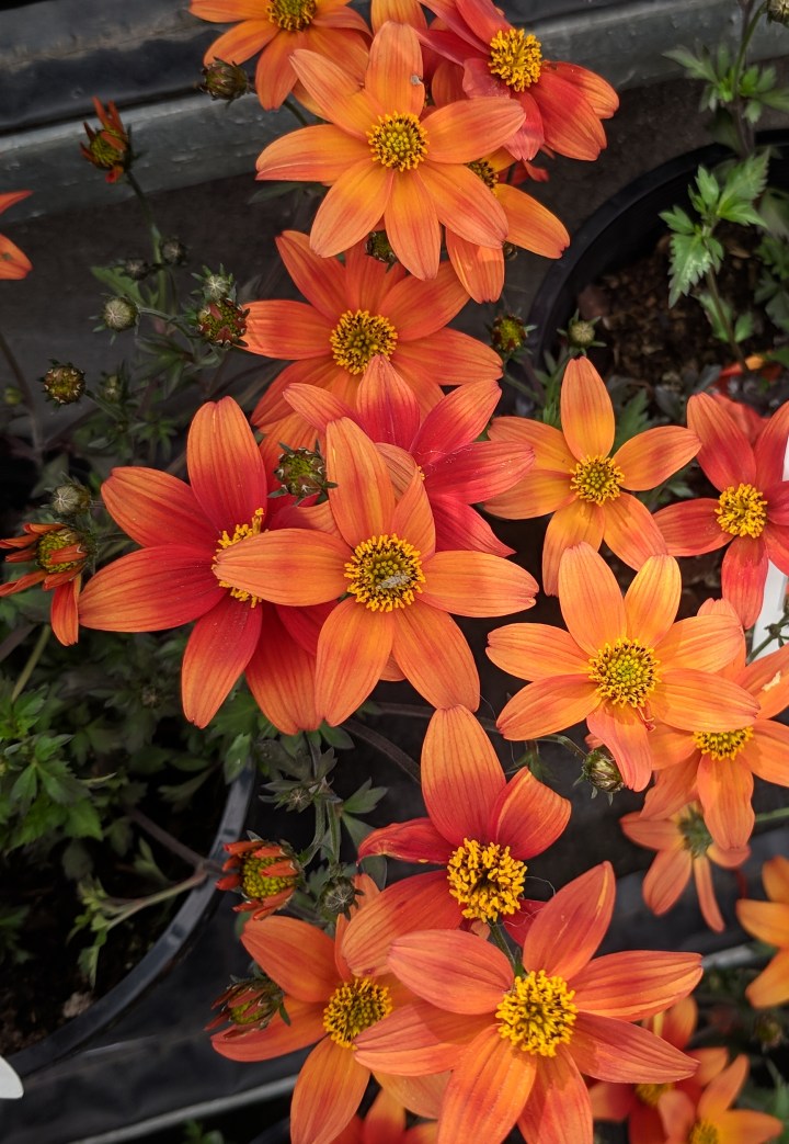 IMG_20180913_115018-Bidens Campfire