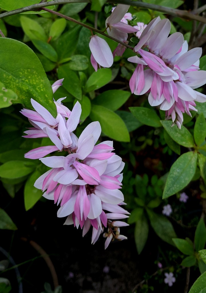 IMG_20181031_170440-Indigo flowers3