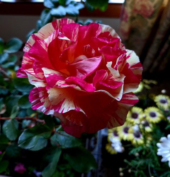 IMG_20191031_173452-Maurice Utrillo rose