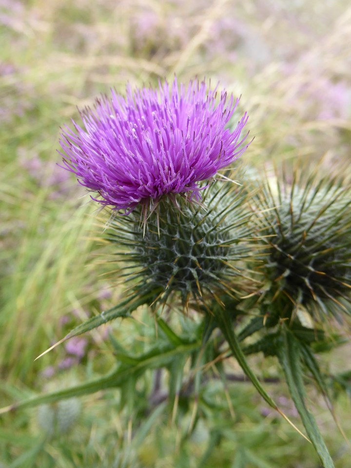 scottish-2268422_1920-Thistle