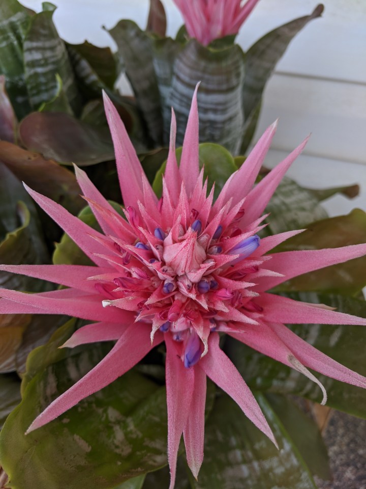 IMG_20200126_105406-Aechmea fasciata