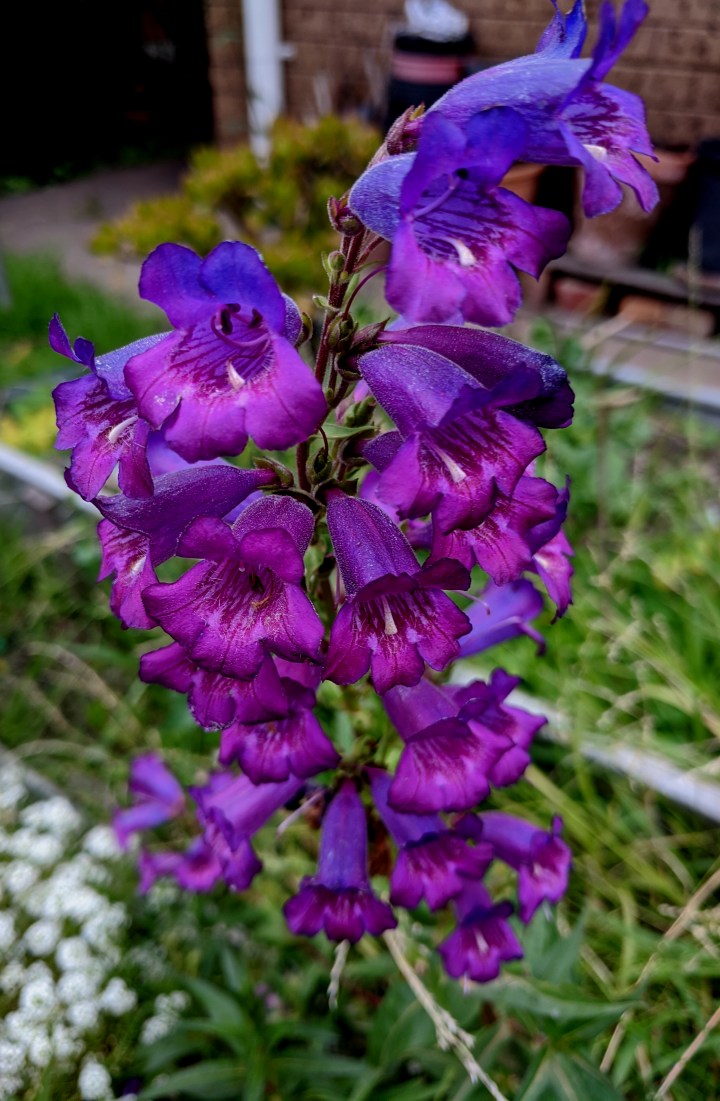 IMG_20200209_183755-Penstamon2