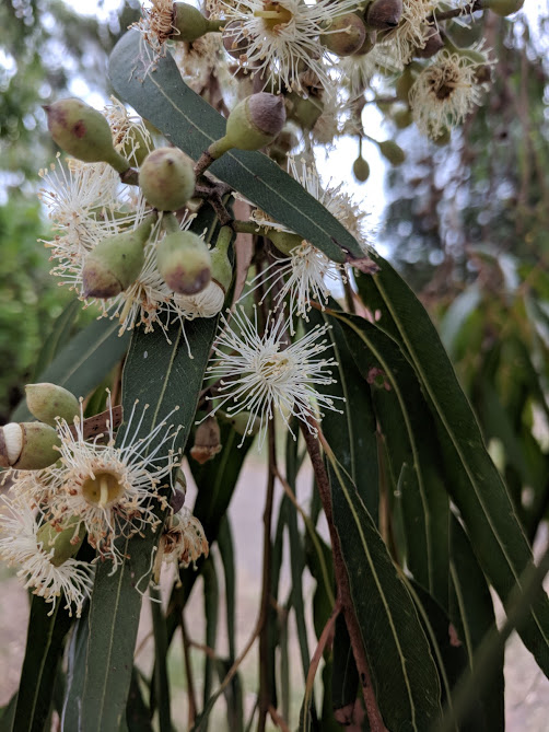 Eucalyptus flowers2