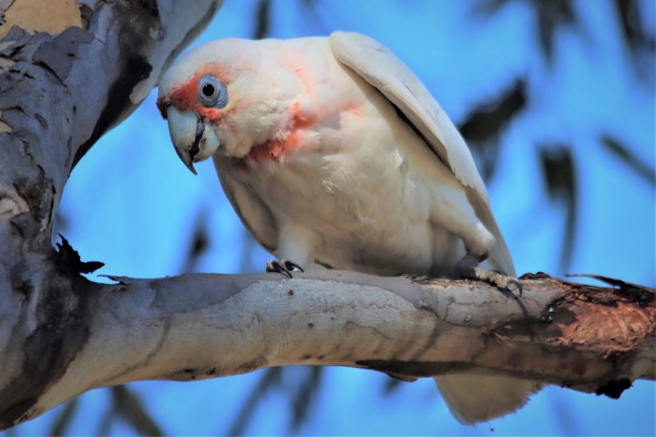 long-billed-corella-4766840_1920
