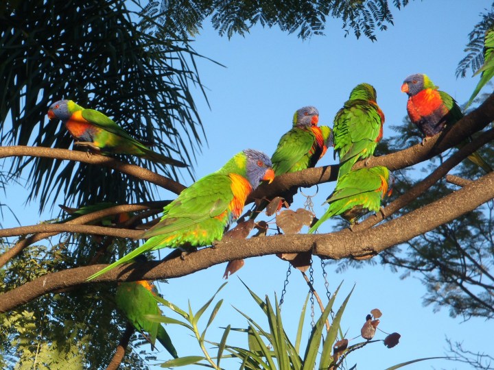 Lorikeets-203932_1920