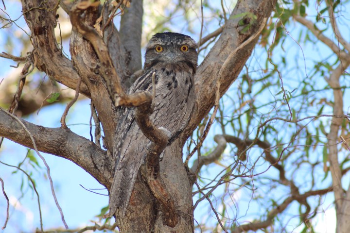 tawny-frogmouth-3258674_1920