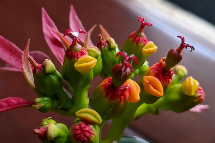 IMG_20200430_134637-Poinsettia female flowers