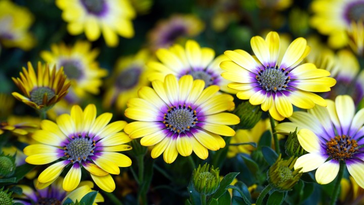 Osteospermum ecklonis-cape-basket-5114261_1920