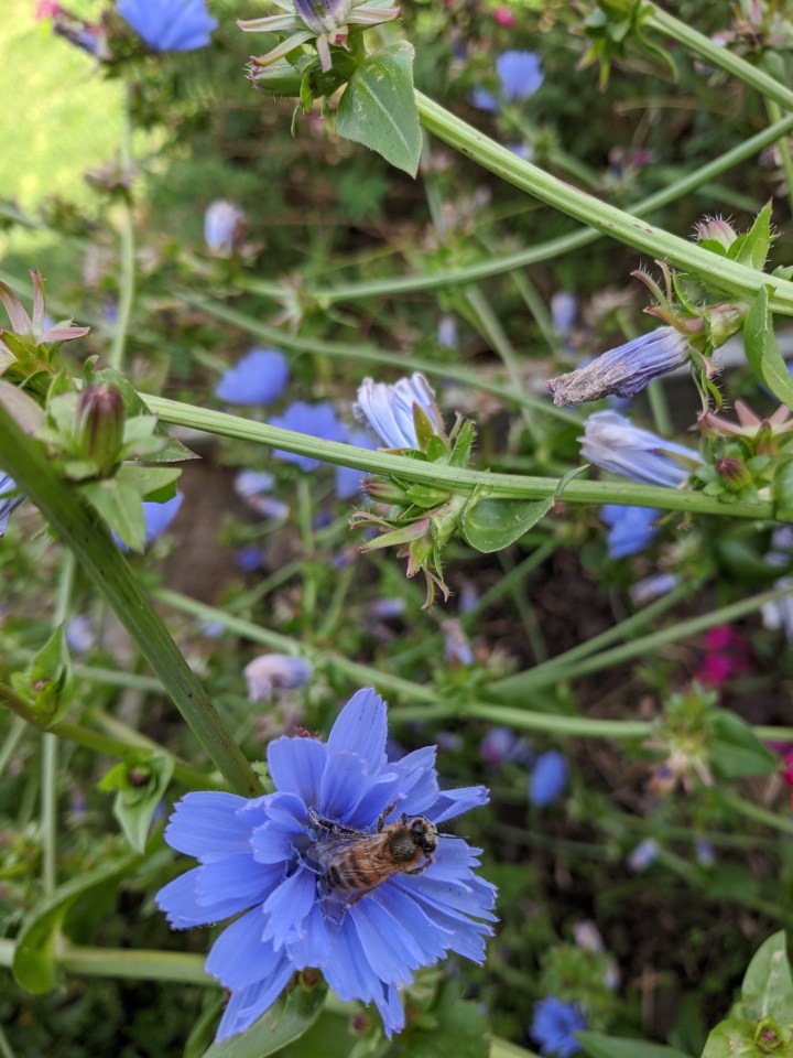 IMG_20200425_111254-Radicchio flower with bee