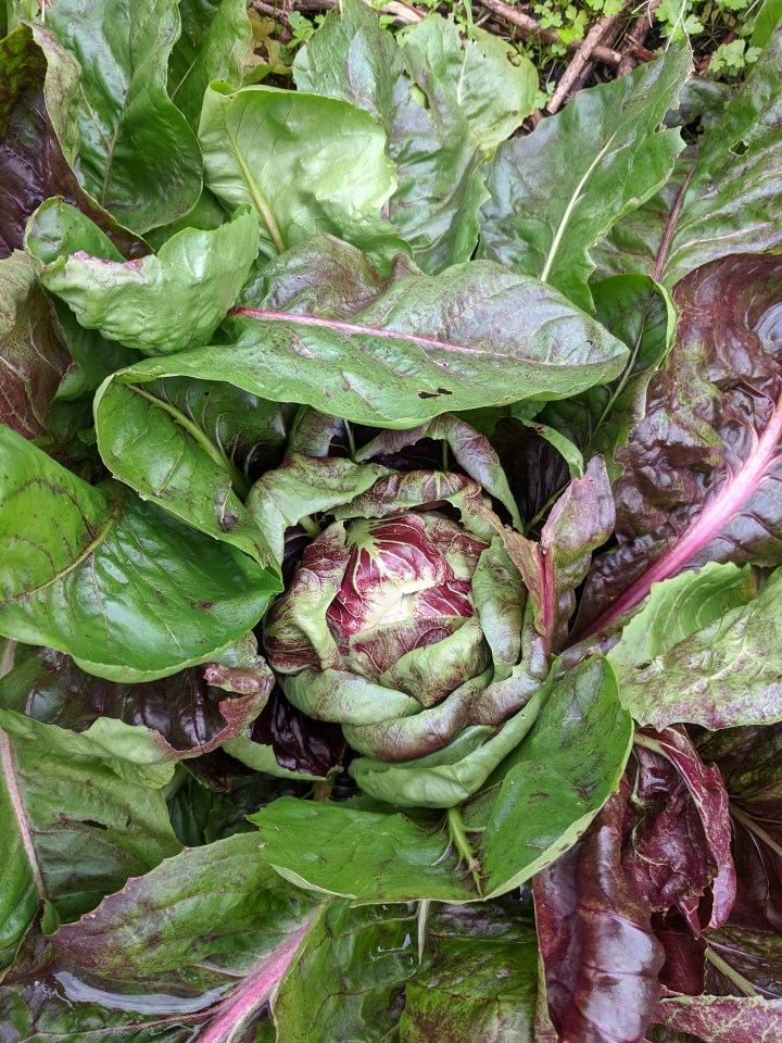 IMG_20200430_142629-Palla Rossa radicchio4