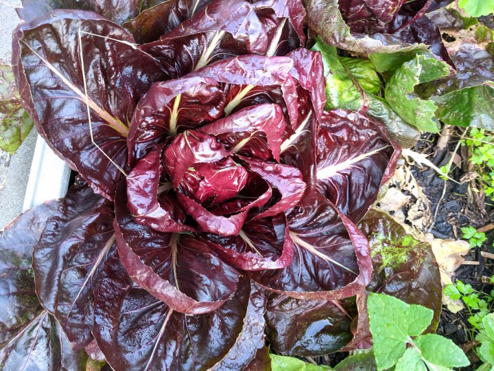 IMG_20200609_163154-Palla rossa radicchio 3