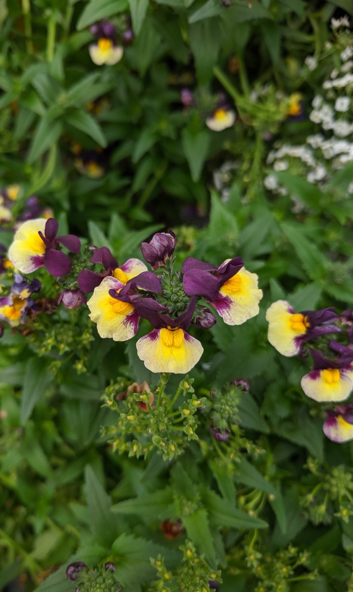 IMG_20191031_114328-Nemesia rhubarb and custard
