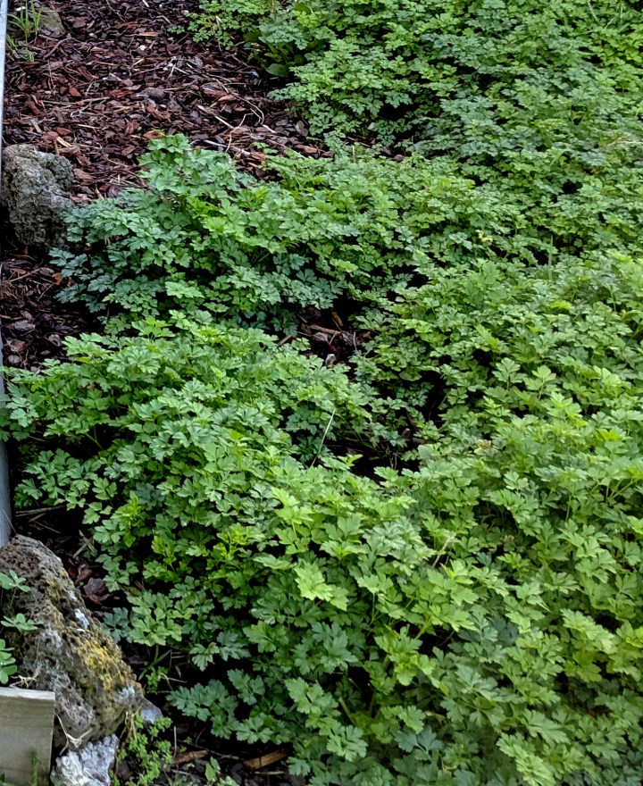IMG_20190606_154936 (2)-Parsley in the garden