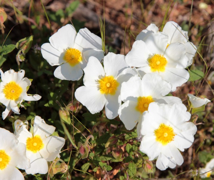 cistus-salvifolius-5039272_1920