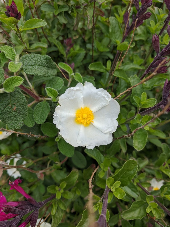 IMG_20200927_115003-Cistus salvifolius